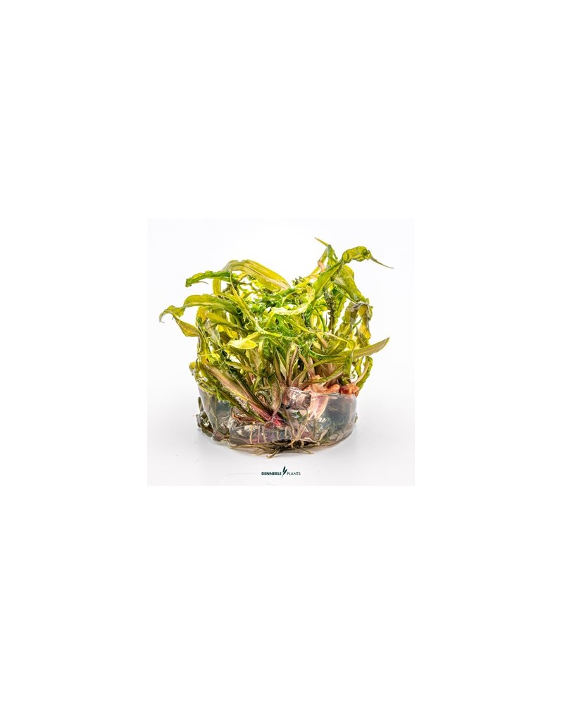 Cryptocoryne crispatula - Plant It!